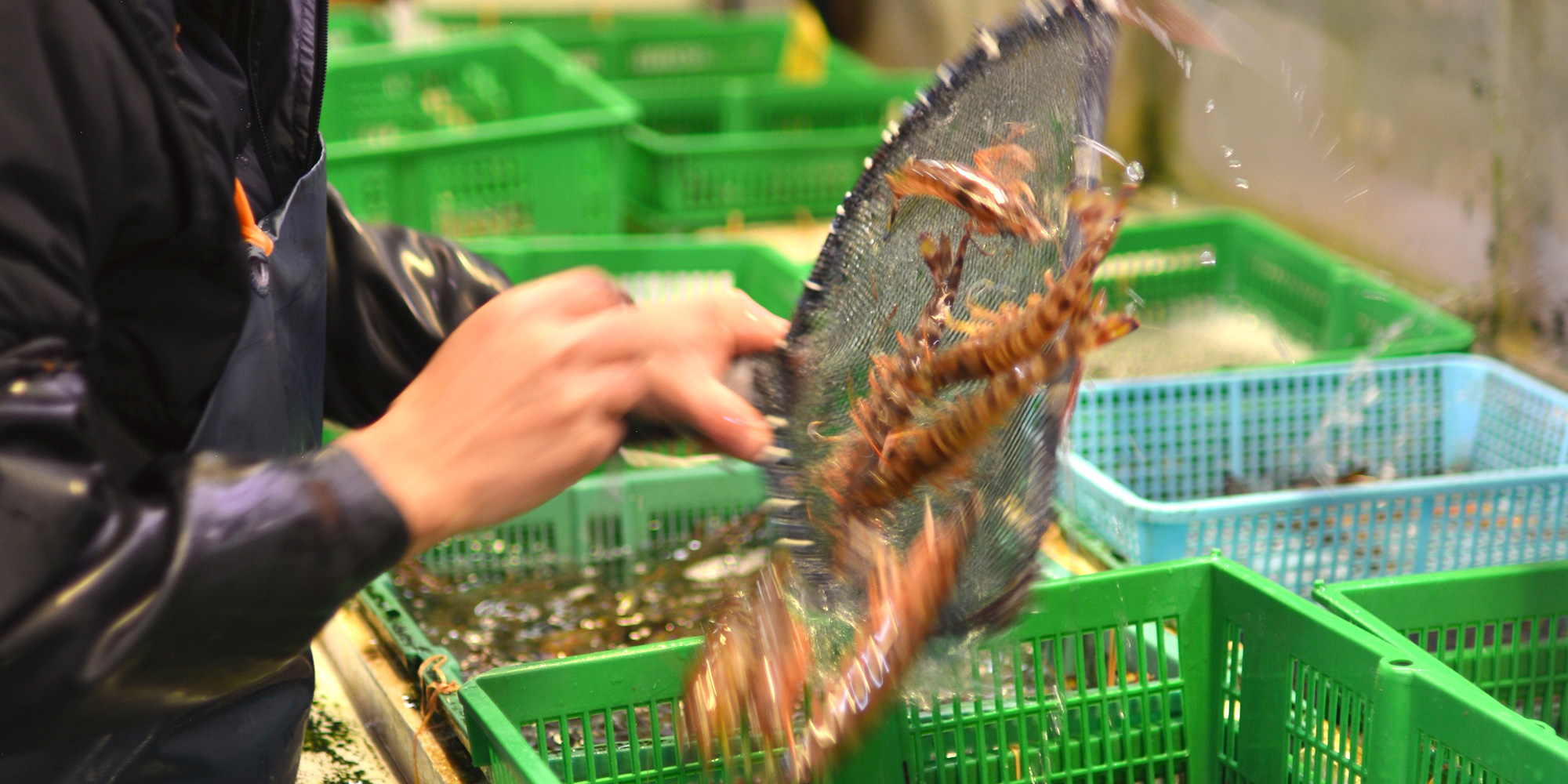 築地 えび 仲卸 海老の浦井