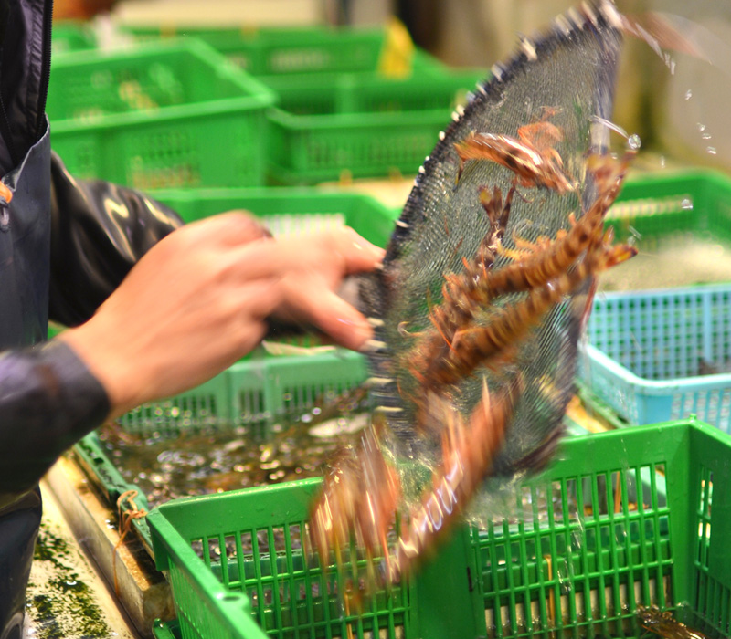 築地 えび 仲卸 海老の浦井